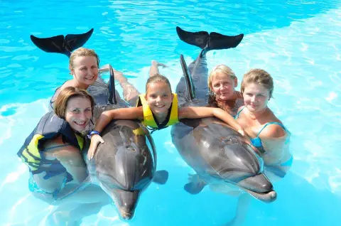 Dolphin Swim